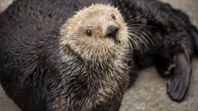 Gidget, a Sea Otter (IMAGE)