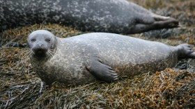 Wearable Device Reveals How Seals Prepare for Diving (IMAGE)