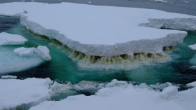 Sea Ice in Antarctica Showing a Brown Layer of Ice Algae (IMAGE)