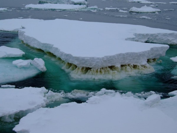 Sea ice in Antarctica showing a brown layer of ice algae (IMAGE)