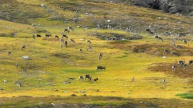 Reindeer grazing in Sweden. 