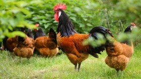 A Group of Chickens on Grass (IMAGE)