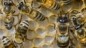 Bees at Roberson Farm (IMAGE)