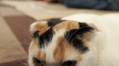 Calico cat