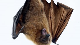 fruit bat