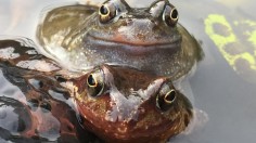 European Common Frogs (1 of 2) (IMAGE)