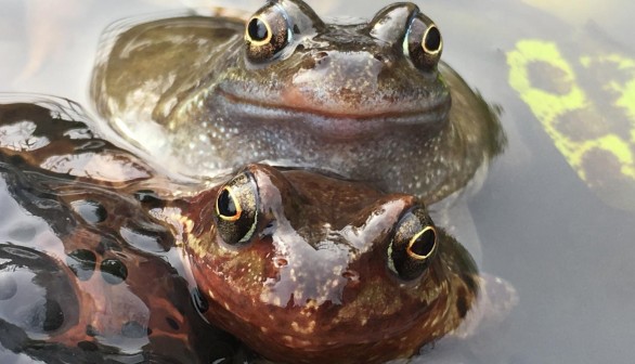 European Common Frogs (1 of 2) (IMAGE)