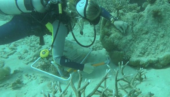 Coral Nuture Program on Australia's Great Barrier Reef (IMAGE)