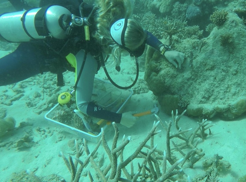 Coral Nuture Program on Australia's Great Barrier Reef (IMAGE)