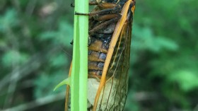 Cicada (IMAGE)