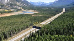 wildlife crossing along the Trans-Canada Highway