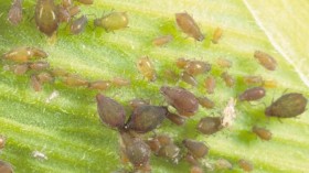 Corn Leaf Aphids (IMAGE)