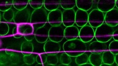 Wheat Leaf Cells (IMAGE)