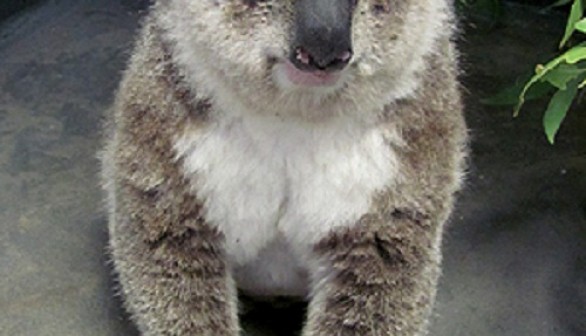 Koala