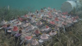 Coral Transplants (IMAGE)