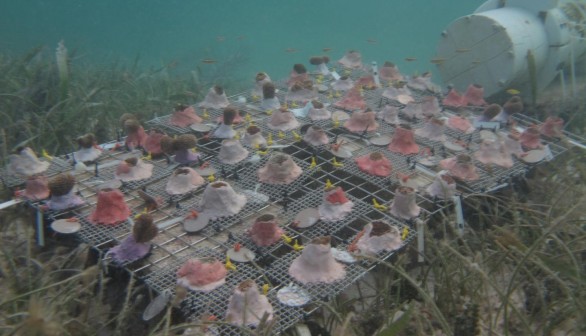 Coral Transplants (IMAGE)