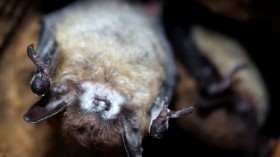 Little Brown Bat (IMAGE)