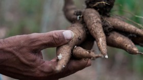 Cassava Disease 01 (IMAGE)