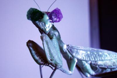 Praying Mantis Wearing Tiny 3D Glasses (IMAGE)