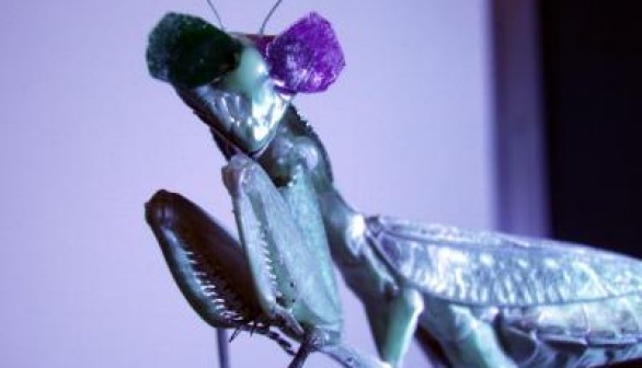Praying Mantis Wearing Tiny 3D Glasses (IMAGE)