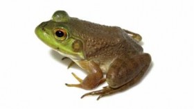 Amphibians Infected by Ranavirus (IMAGE)