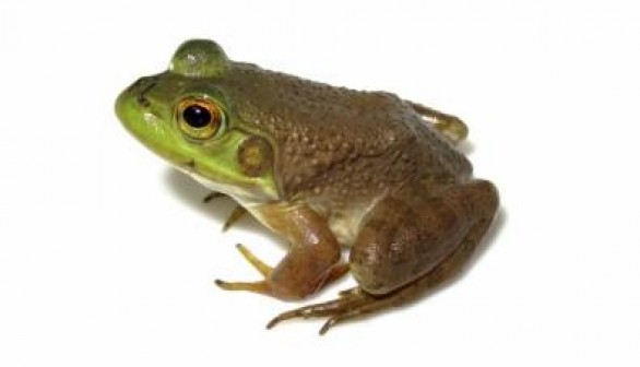 Amphibians Infected by Ranavirus (IMAGE)