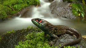 Pictured is a new species of stream-living lizard discovered in Manu National Park. 