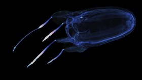 Winged Box Jellyfish (Alatina alata) (IMAGE)