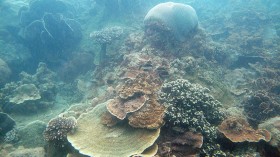 Coral (IMAGE)