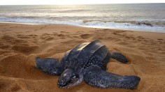 Leatherback Turtle (IMAGE)