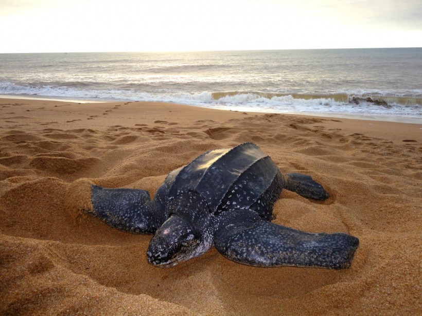 Leatherback Turtle (IMAGE)