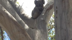 A Chlamydia-Free Koala Sits in a Tree on Kangaroo Island (IMAGE)