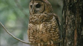 Spotted Owl (IMAGE)