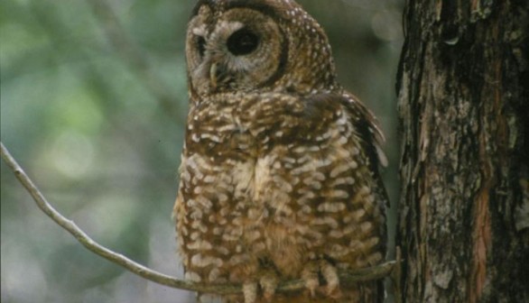 Spotted Owl (IMAGE)