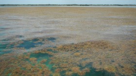 Sargassum off Big Pine Key in the Lower Florida Keys. (IMAGE)