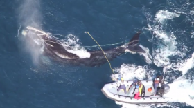 North Atlantic right whale that became entangled in hundreds of feet of heavy fishing rope off the Georgia coast 