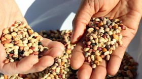 Cowpeas (IMAGE)