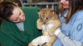 National Zoo workers examine one of the lion cubs born Jan. 24. 