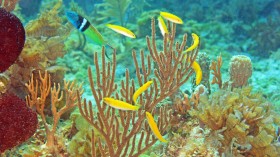 Bluehead Wrasse Harem (IMAGE)