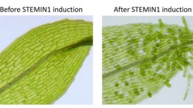 Stem Cell Induction by STEMIN1 (IMAGE)