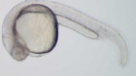 Zebrafish Embryo (IMAGE)