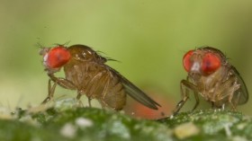 fruit fly