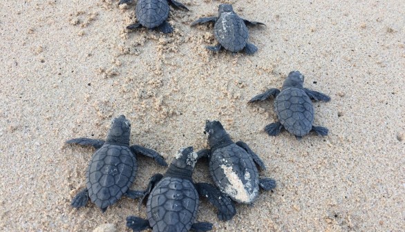 Loggerhead Turtles (IMAGE)