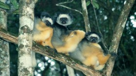 Three Young Lemurs (IMAGE)