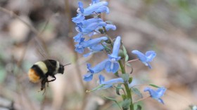 A Bumblebee Visits Corydalis Ambigua after Overwintering (IMAGE)