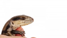 Baby Blue-Tongue Lizard (IMAGE)