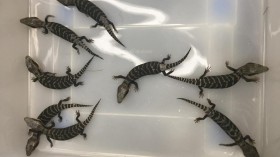 Baby Blue-Tongue Lizards (IMAGE)