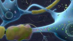 Mitochondria Damage in Progressive MS (IMAGE)