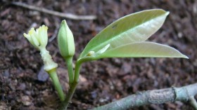 Flower Tree (IMAGE)