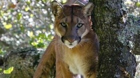 Puma (IMAGE)